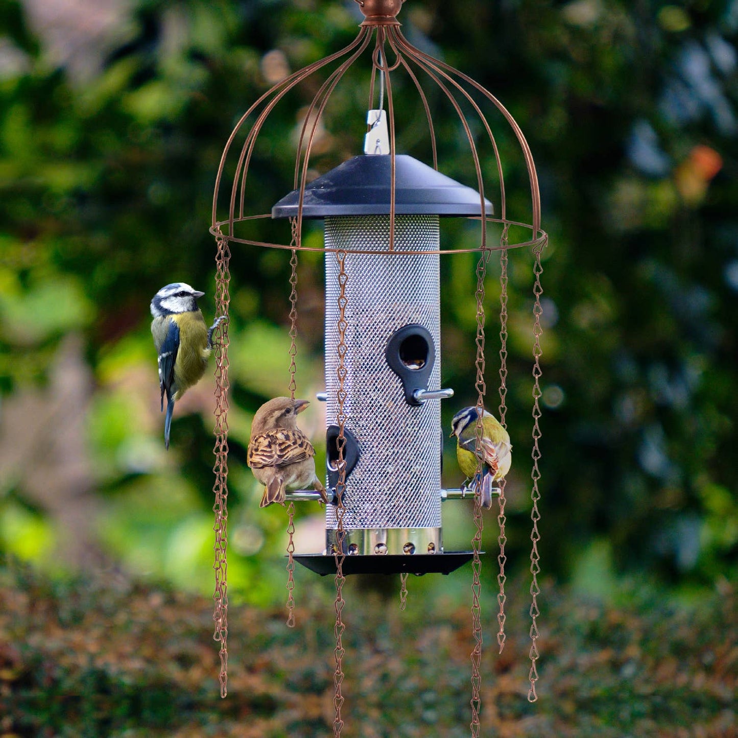 Simon King Medusa Feeder Defender - A Bird Feeder Protector