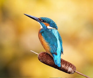 'Kingfisher' - Dorset Horn DK